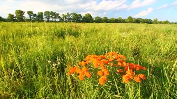 Fluture Milkweed (Asclepias tuberosa ) — Videoclip de stoc