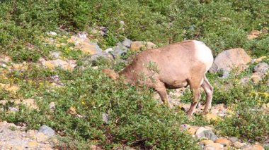 Bighorn koyun glacier Ulusal Parkı