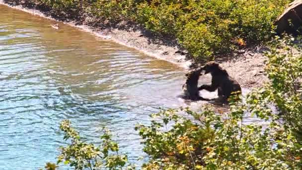 Grizzly Bear Cubs Glacier Park — Stock Video