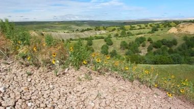kır çiçekleri badlands Ulusal Parkı
