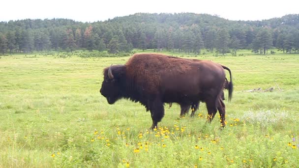 Bisonte en el Parque Estatal Custer — Vídeos de Stock