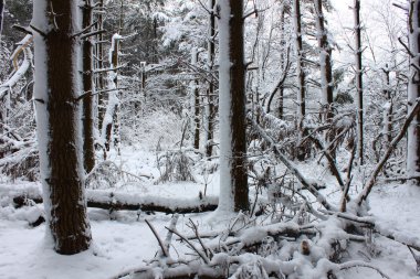 Illinois taze kar yağışı