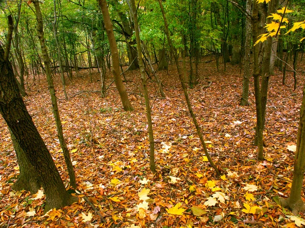 Cor da queda em Illinois — Fotografia de Stock