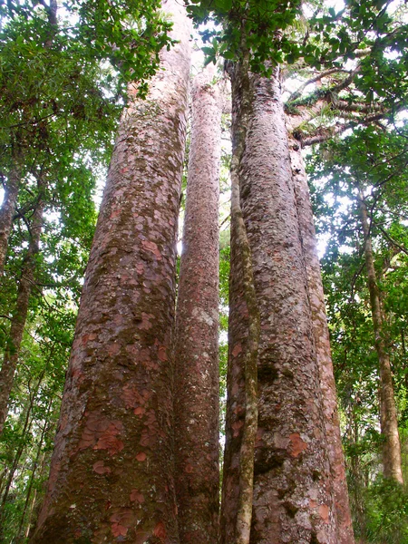 Kauri tree waipoua Wald — Stockfoto