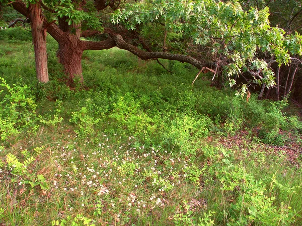 Kettle Moraine em Wisconsin — Fotografia de Stock