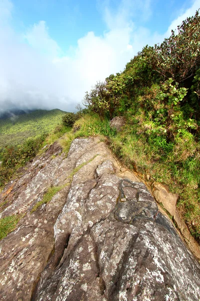 Selva tropical El Yunque - Puerto Rico — Foto de Stock