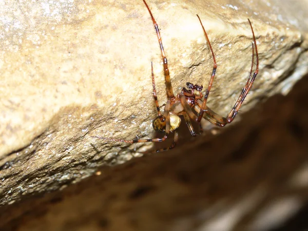 Cave orb weaver (Meta ovalis) — Stock Photo, Image