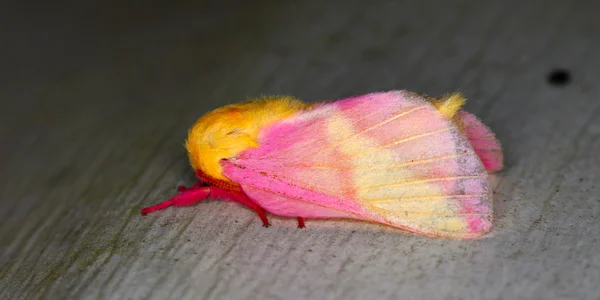 Mariposa do bordo rosada (Dryocampa rubicunda) — Fotografia de Stock