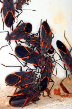 Illinois boxelder böcek (boisea trivittata)