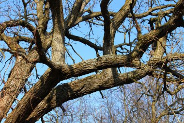 meşe ağacı arka plan