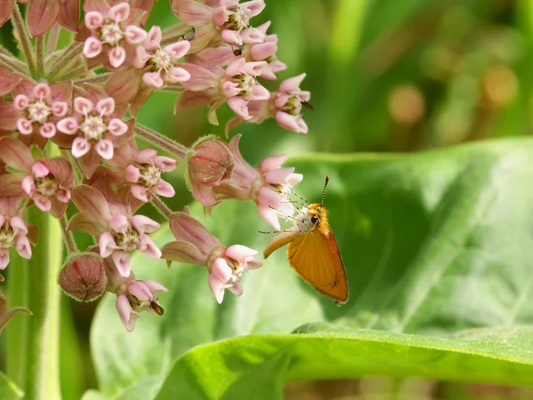 Skipper Butterfly on Flower — Stock Photo, Image