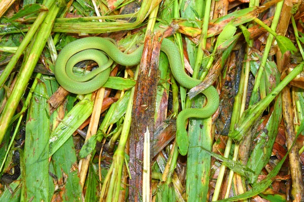 Гладкая зелёная змея (Opheodrys vernalis ) — стоковое фото