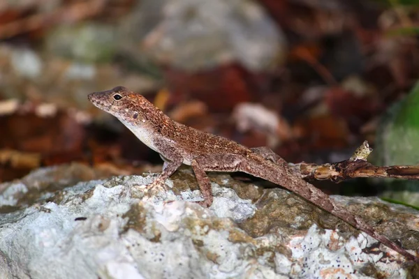 Anole at Guanica State Forest — Stock Photo, Image
