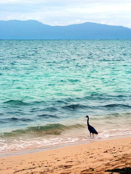 Garceta de arrecife oriental (Ardea sacra ) — Foto de Stock