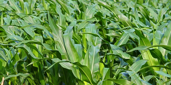 Fundo Panorâmico de Cornfield — Fotografia de Stock