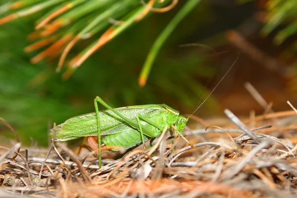 Gabelschwanzbusch-Katydid (Scudderia furcata)) — Stockfoto