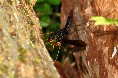 Dev ichneumon wasp (megarhyssa atrata)