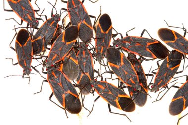Illinois boxelder böcek (boisea trivittata)