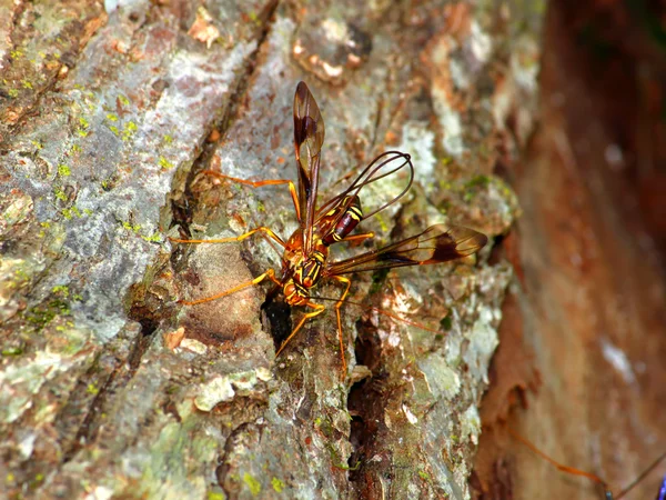 Obří ichneumon wasp (megarhyssa macrurus) — Stock fotografie