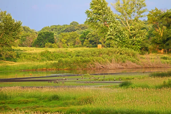 Реставрация болот в Иллинойсе — стоковое фото