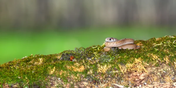 Brun orm (storeria dekayi) illinois — Stockfoto