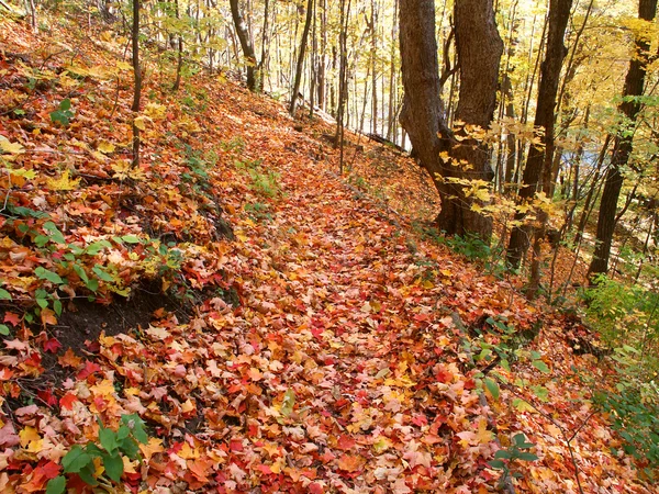 Kishwaukee gorge i illinois — Stockfoto