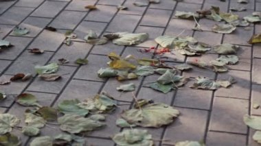 Kaldırımda sonbahar yaprakları