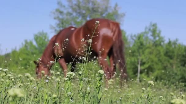 Cheval sur pâturage 