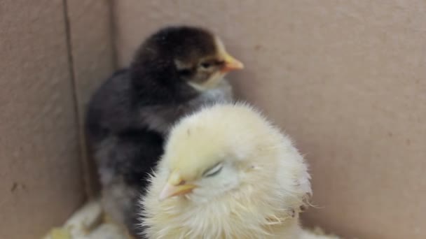 Polli in una scatola — Video Stock