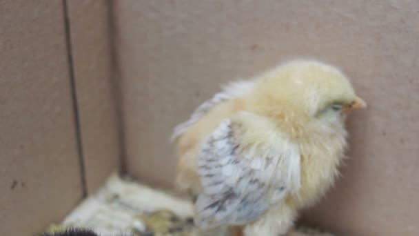 Gearceerde chick in een kartonnen doos — Stockvideo