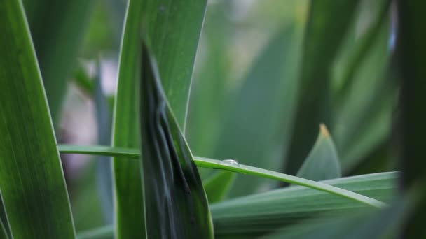 Goutte sur la feuille d'herbe 