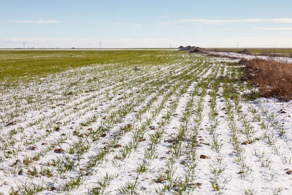 Campo di neve — Foto Stock