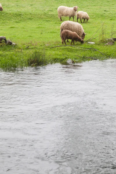 Вівці на березі річки — стокове фото