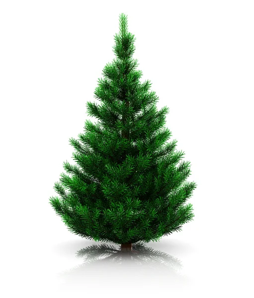 Fir tree — Stock Photo, Image