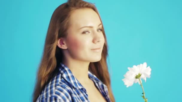 White chrysanthemum — Stock Video