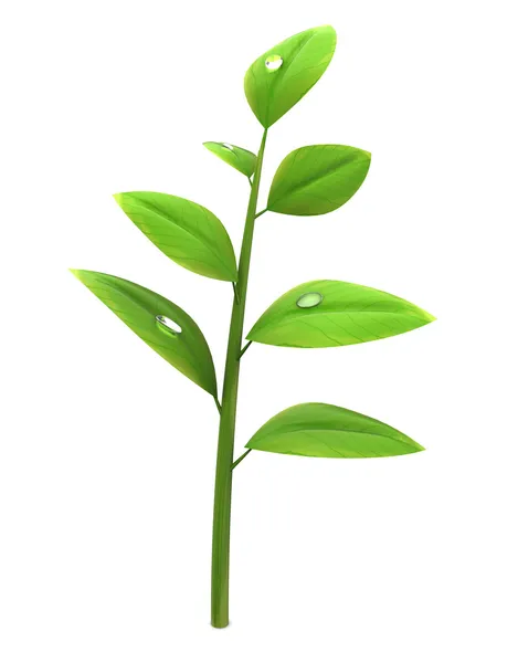 Green plant — Stock Photo, Image