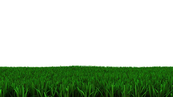 Gebied van gras geïsoleerd — Stockfoto