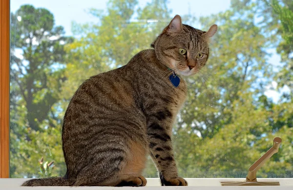 Кот в окне — стоковое фото