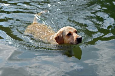 golden retriever Yüzme
