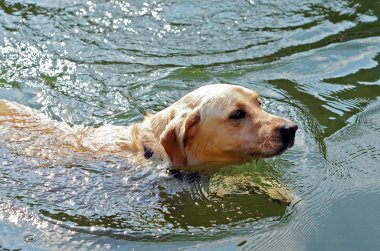 golden retriever Yüzme kapatın