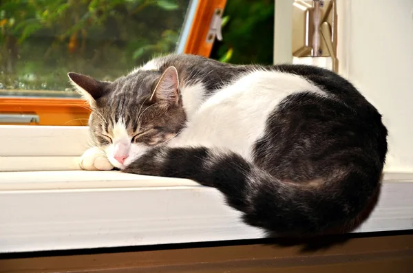 在一个窗口中的猫 nap — 图库照片