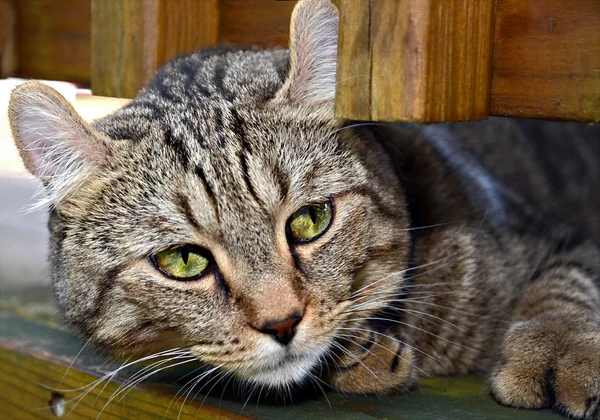 Kat op een veranda — Stockfoto