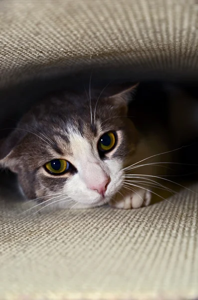 Gatinho escondido — Fotografia de Stock