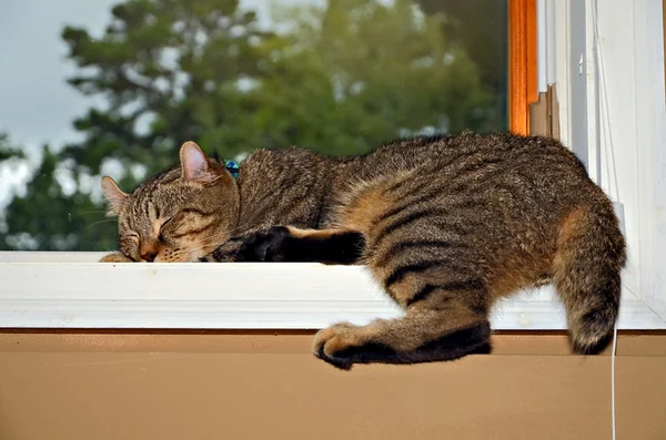 ウィンドウで猫の昼寝 — ストック写真