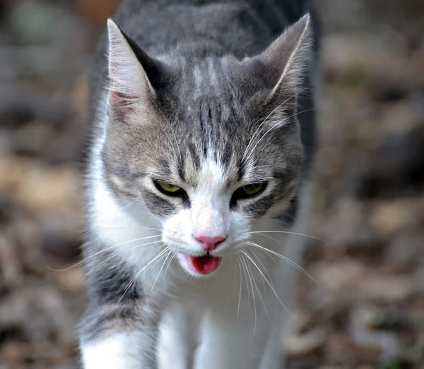 气喘吁吁的猫 — 图库照片