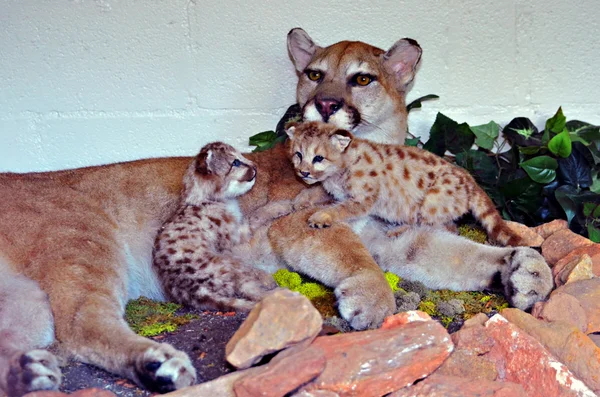 Mother Lion and Cubs