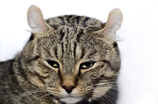 Kočičí výraz — Stock fotografie
