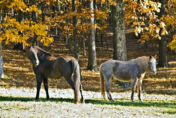 Cavalos em Pastagem no Outono — Fotografia de Stock