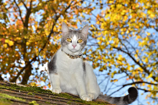 Kätzchen auf dem Dach — Stockfoto