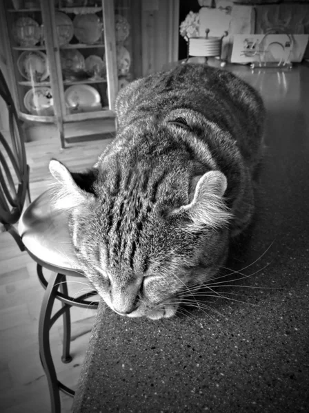 キッチン カウンターの上で眠っている猫 — ストック写真